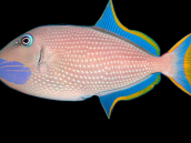 Xanthichthys auromarginatus Male M
