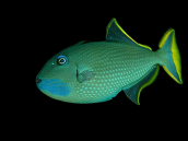 Xanthichthys auromarginatus Male 8-12 cm