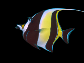 Zanclus cornutus M