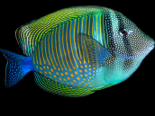 Zebrasoma desjardinii Adulte 10-12 cm