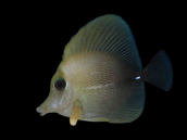 Zebrasoma scopas Adult 5-8 cm