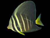 Zebrasoma veliferum Adult M/L