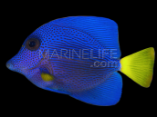 Zebrasoma xanthurum XS 3 cm - MER ROUGE