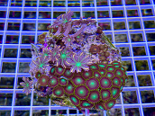 Zoanthus spp garden mix 09