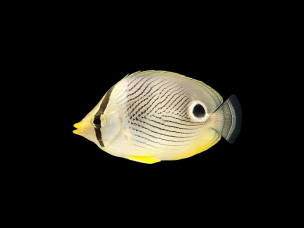 Chaetodon capistratus 7-10cm
