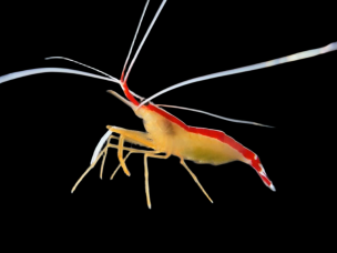 Lysmata amboinensis 4-5cm