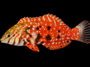 Macropharyngodon lapillus 6-10cm