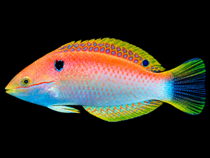 Macropharyngodon viviennae 6-10cm