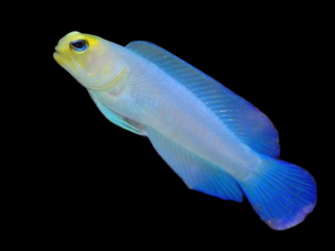 Opistognathus aurifrons 5-8cm
