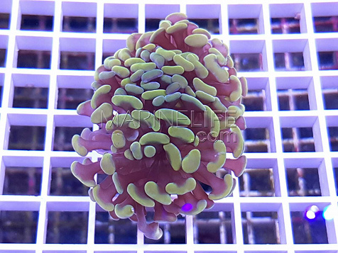 Euphyllia paraancora yellow