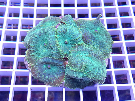 Rhodactis inchoata green
