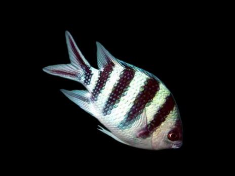 Abudefduf sexfasciatus 5-7 cm