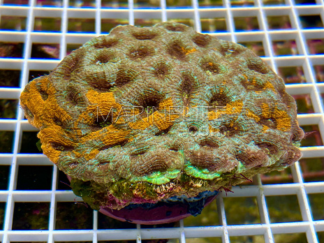 Acanthastrea echinata Golden Mosaic