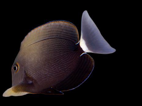 Acanthurus auranticavus 8-12 cm