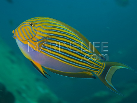 Acanthurus lineatus