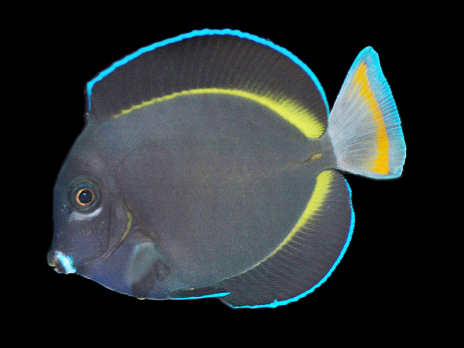Acanthurus nigricans 8-12 cm