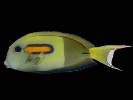 Acanthurus olivaceus 8-12 cm