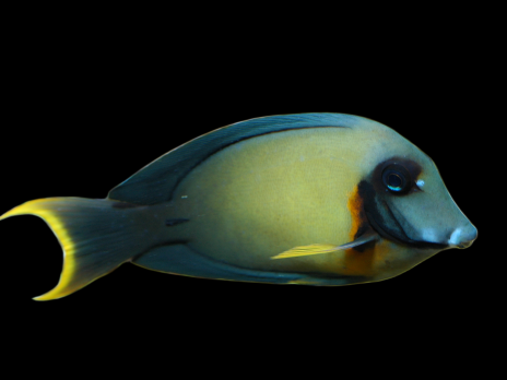 Acanthurus pyroferus Adulte 10-12 cm