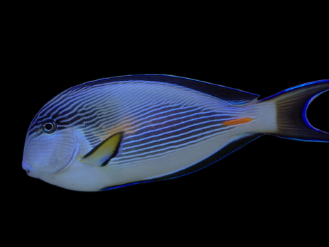 Acanthurus sohal 6-10 cm