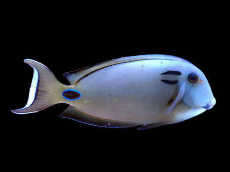 Acanthurus tennentii Adulte 8-12 cm