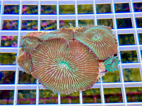 Actinodiscus striata green