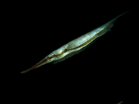 Aeoliscus strigatus 8-10 cm