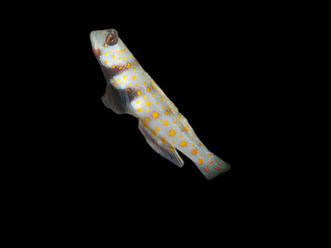 Amblyeleotris guttata 3-5cm