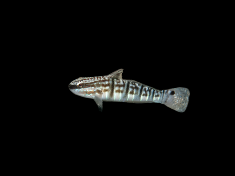 Amblygobius phalaena 8-10 cm