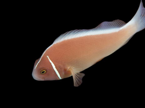 Amphiprion perideraion 4-6cm