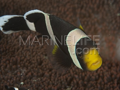 Amphiprion polymnus