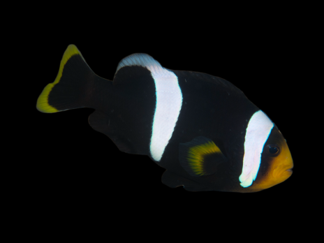 Amphiprion sebae 4-6 cm Nageoire caudale jaune