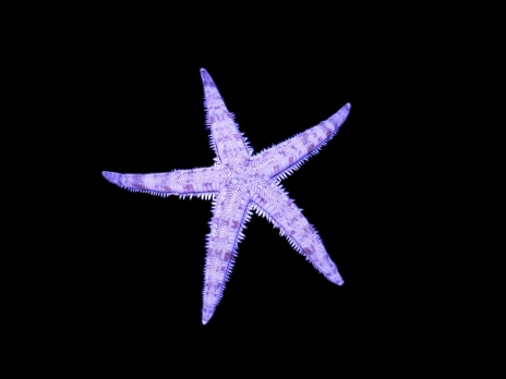 Archaster typicus 5-6 cm