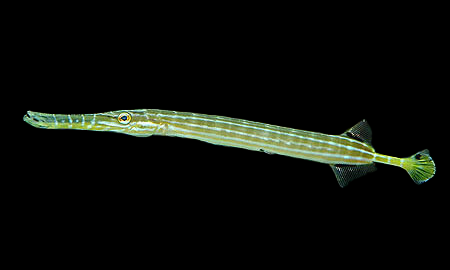 Aulostomus chinensis 20-30 cm Gris
