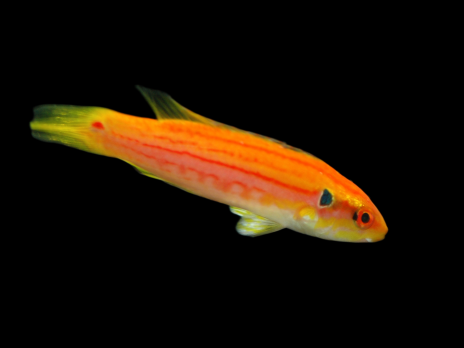 Bodianus bimaculatus <4 cm