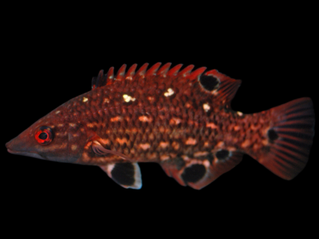 Bodianus diana Juv&eacute;nile 4-6 cm