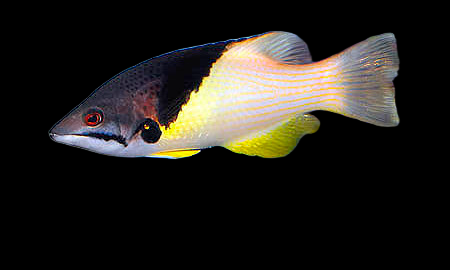 Bodianus mesothorax Adulte 6-10 cm
