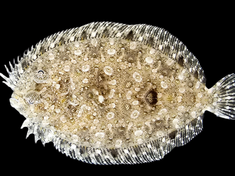Bothus spp. 8-12 cm