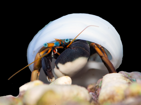Calcinus gaimardii 2-3 cm