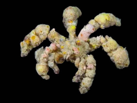 Camposcia retusa 5-6 cm