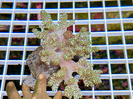Capnella imbriacata