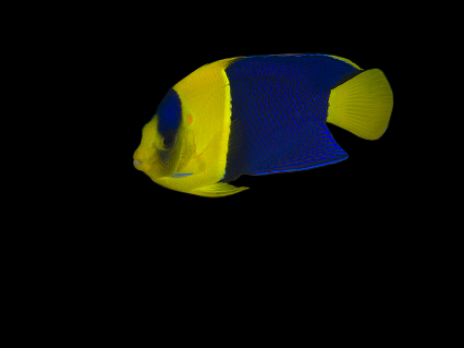 Centropyge bicolor 5-6cm