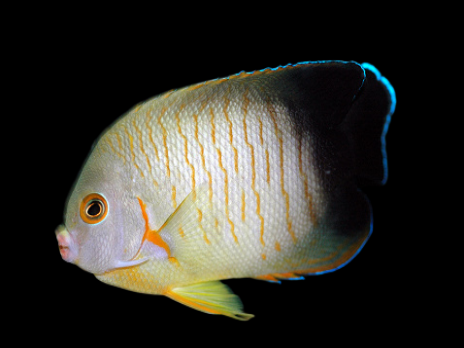 Centropyge eibli 5-8 cm