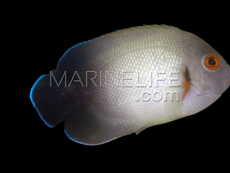 Centropyge vrolikii 5-8 cm