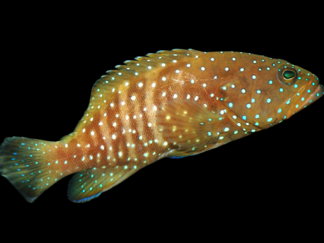 Cephalopholis cyanostigma 5-8 cm