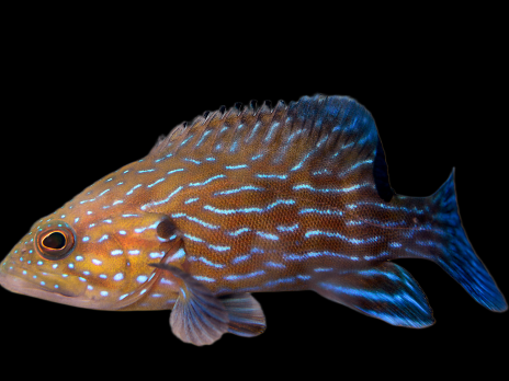 Cephalopholis formosa 15-18 cm