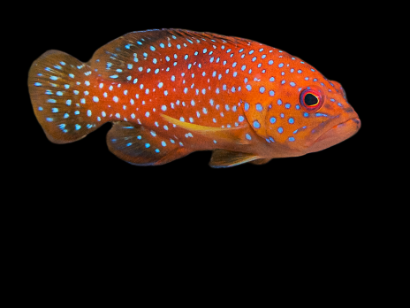 Cephalopholis miniata 8-10 cm