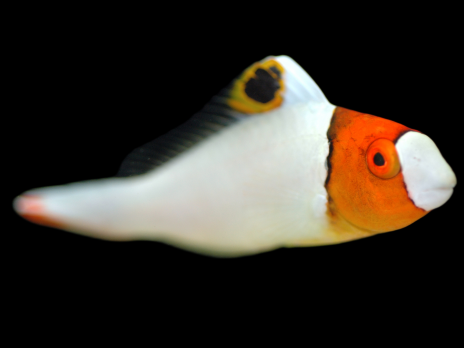 Cetoscarus bicolor Juv&eacute;nile 8-10 cm