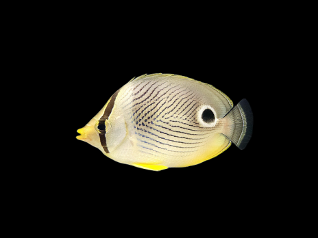 Chaetodon capistratus 7-10cm