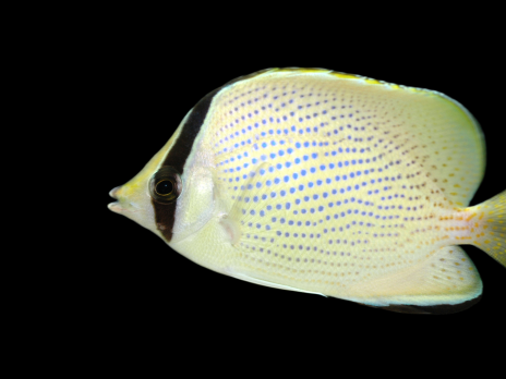 Chaetodon citrinellus 4-7 cm
