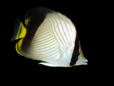 Chaetodon decussatus 7-10 cm